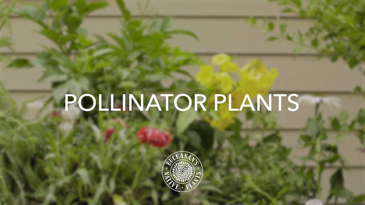 Pollinator Plants