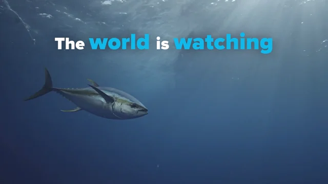 Rebuilding the Indian Ocean Yellowfin Tuna Stock