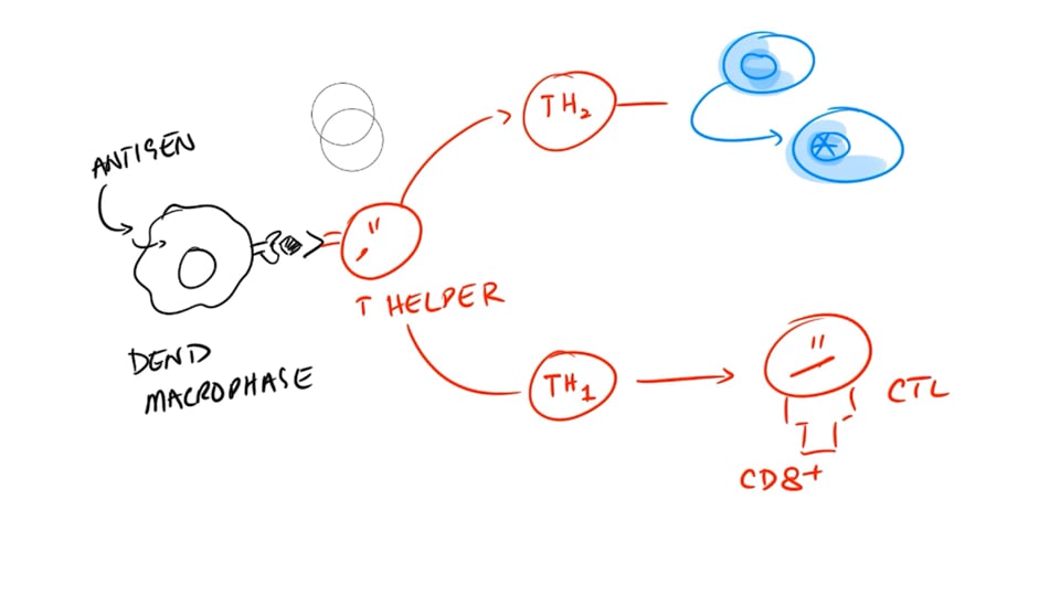 IVIg A High Level Overview