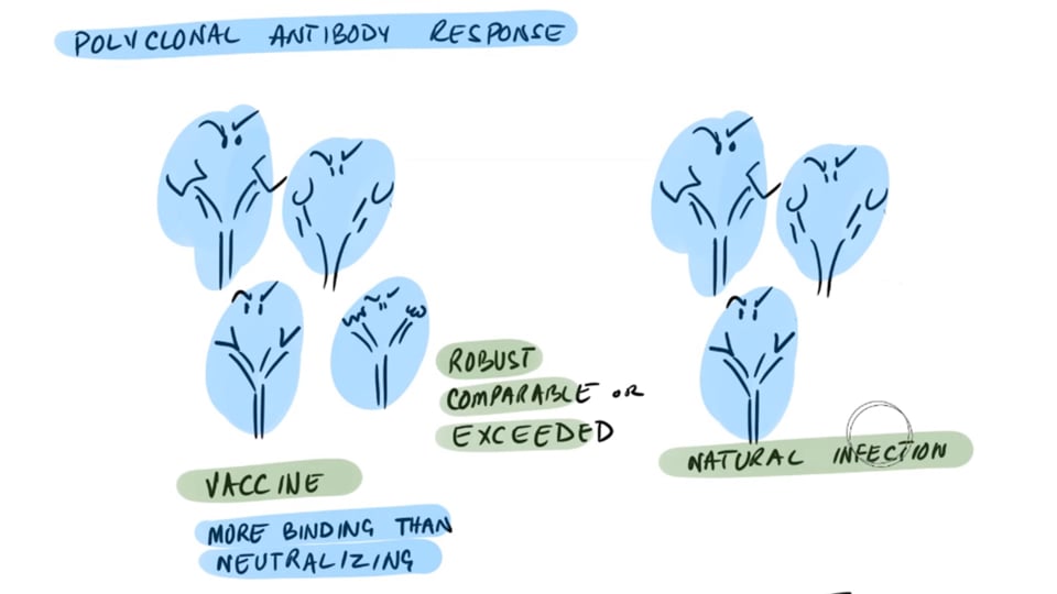 Non-Neutralizing Antibodies From mRNA Vaccines