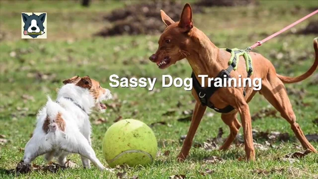 Aggressive dog training store classes