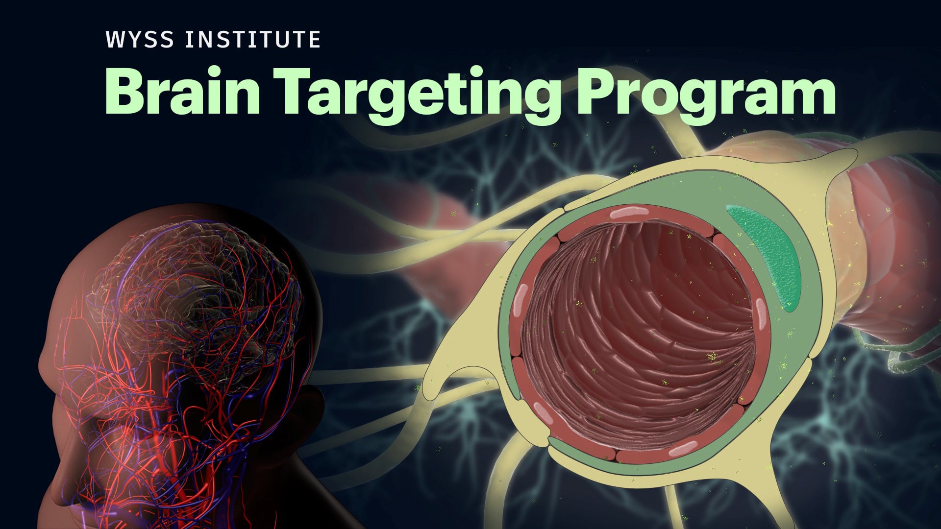 Wyss Institute Brain Targeting Program