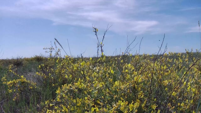 Steppe, Flowers, Field. Free Stock Video - Pixabay