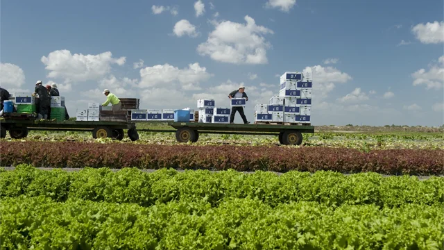 Collards - Lady Moon Farms: Certified Organic, Soil-Grown Produce