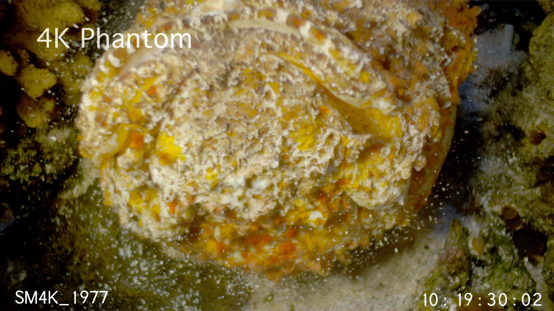 4k-camouflage-stonefish-probe-lens-slow-motion-1000-frames-per-second