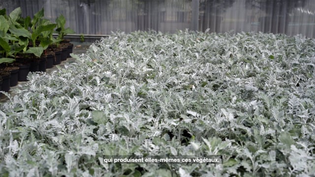 A la découverte des serres municipales !