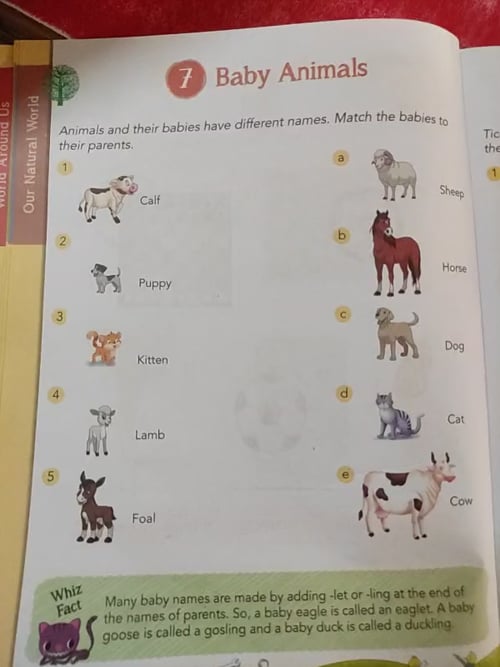 Class 2 Sub Gk Ch 7 Baby Animals On Vimeo