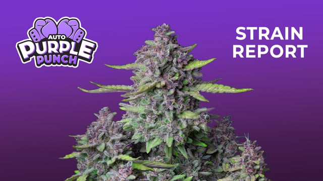 Buy Purple Punch Auto Cannabis Seeds Fast Buds