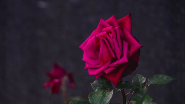 1,486 Neon Rose Stock Video Footage - 4K and HD Video Clips