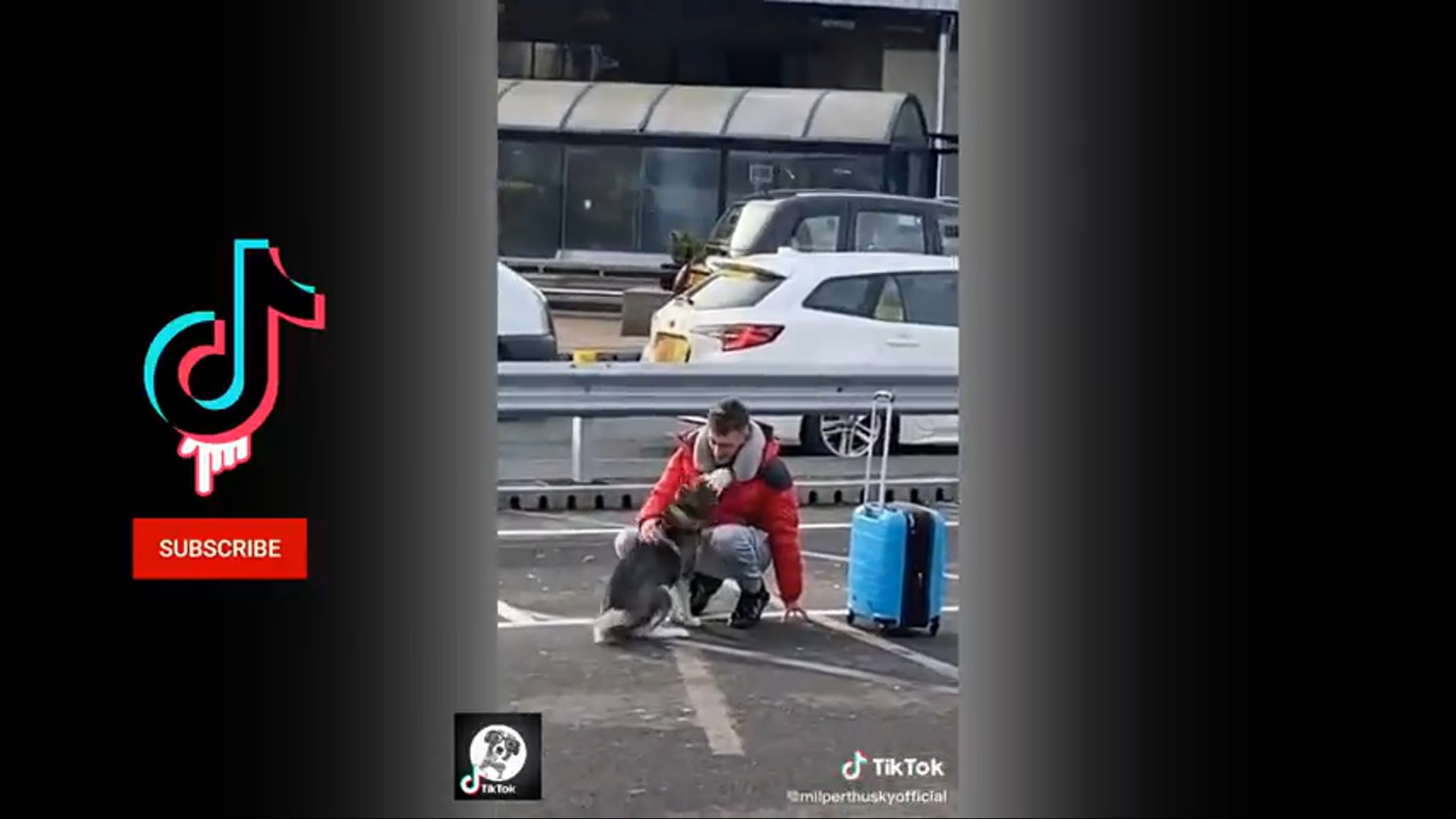 Αστεία βίντεο με κατοικίδια