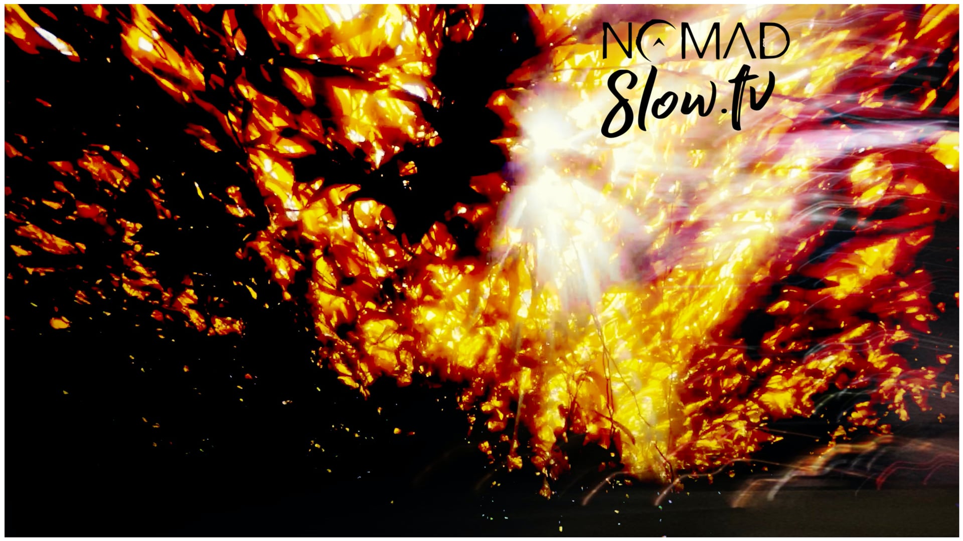 Parafilms - Seabob Aruba - California Kelp Forest