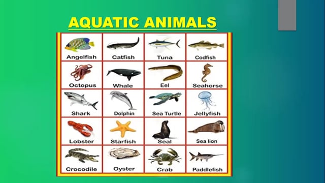 Animal Lifestyles