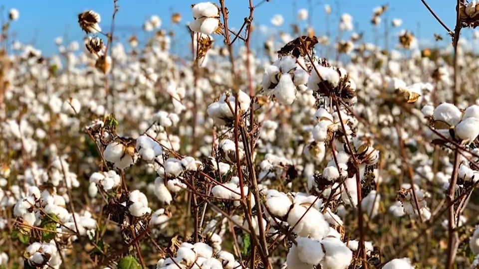 Case Study: Cotton "Rosie the Riveter"