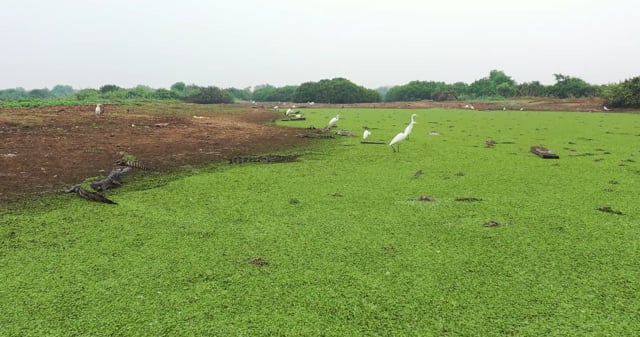 Pantanal Mato Grosso Brasil Free video on Pixabay Pixabay