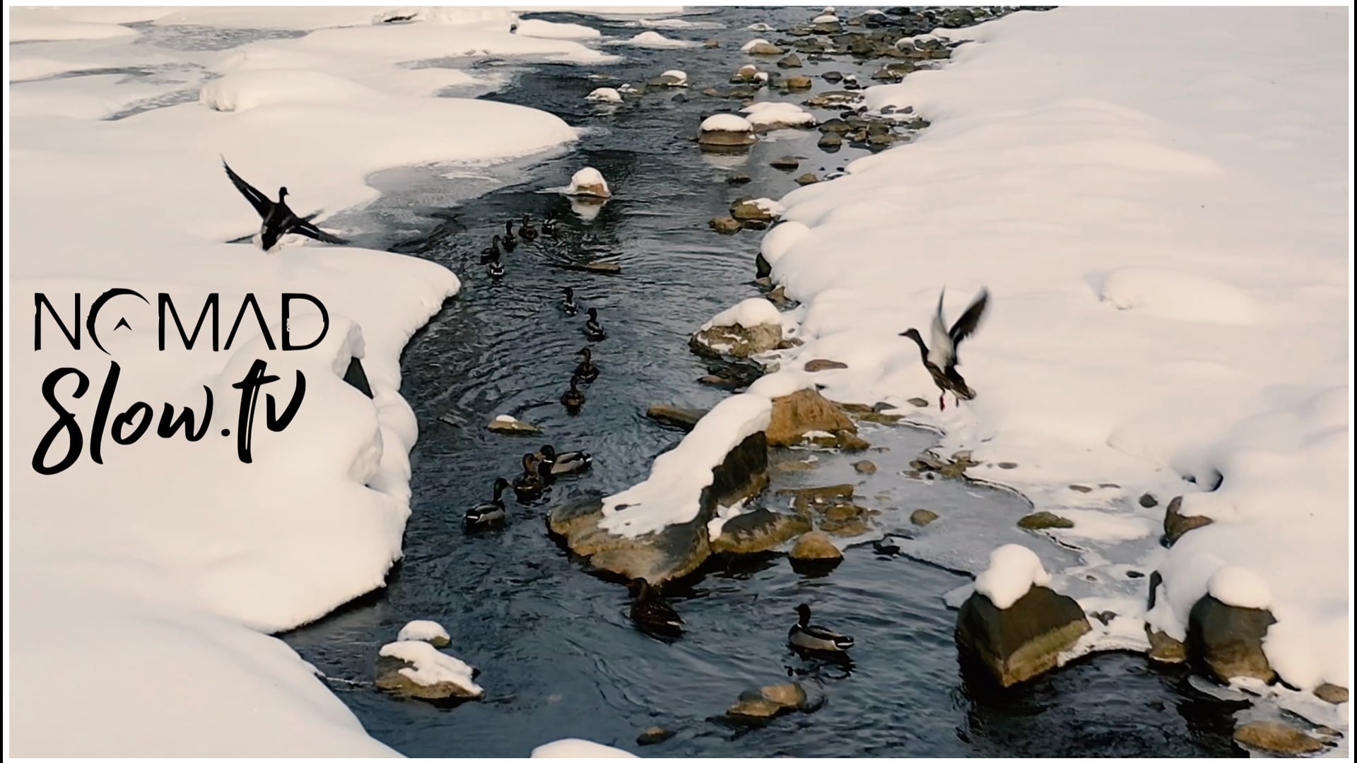 Ducks on Tomifobia - CGI Snake - Chris Zabriskie