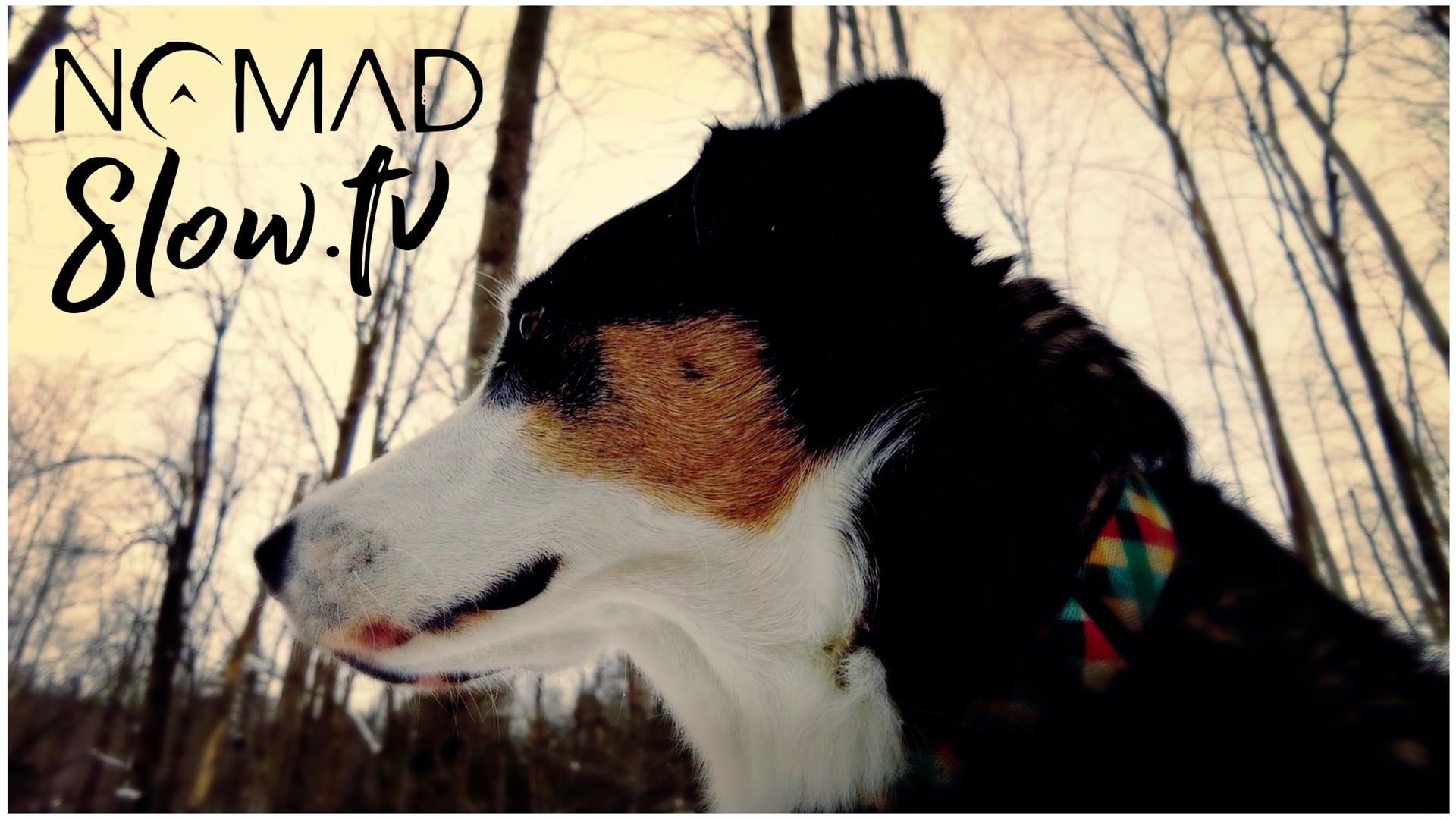 Into the Woods - Healing - Kevin MacLeod