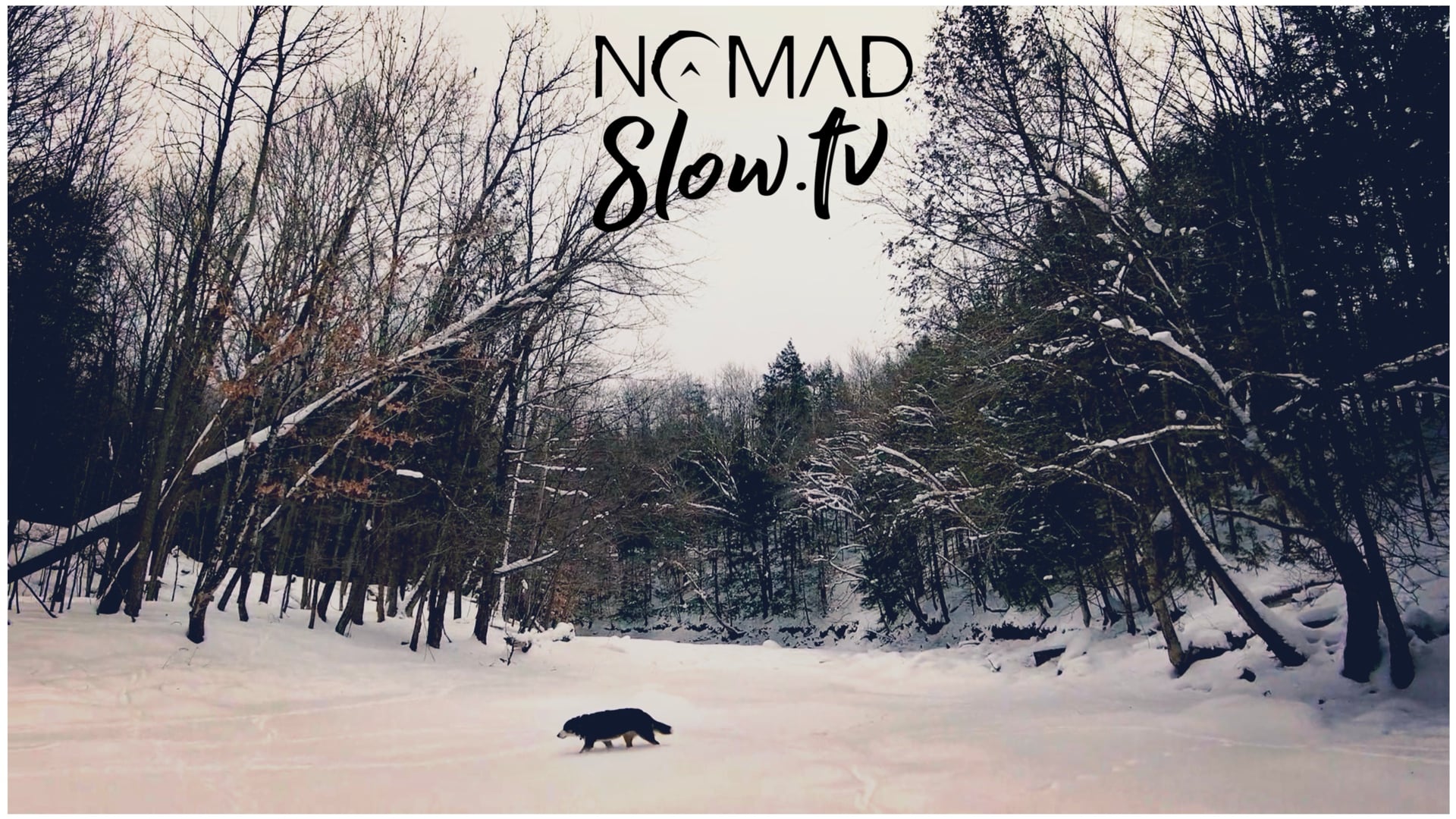 Into the Wild with Leia