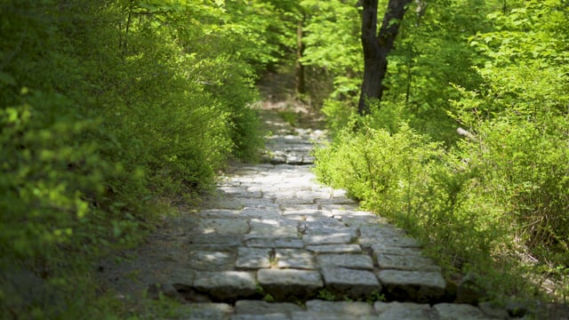森の中の静かな階段、鳥の声と癒しの空間