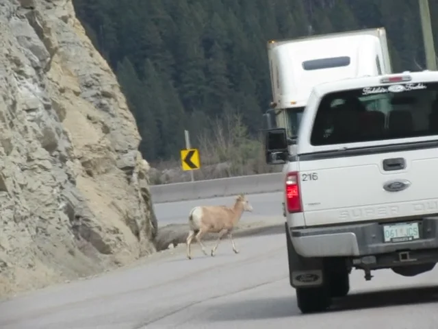 Rocky Mountain Bighorn Sheep Project – Wildsight