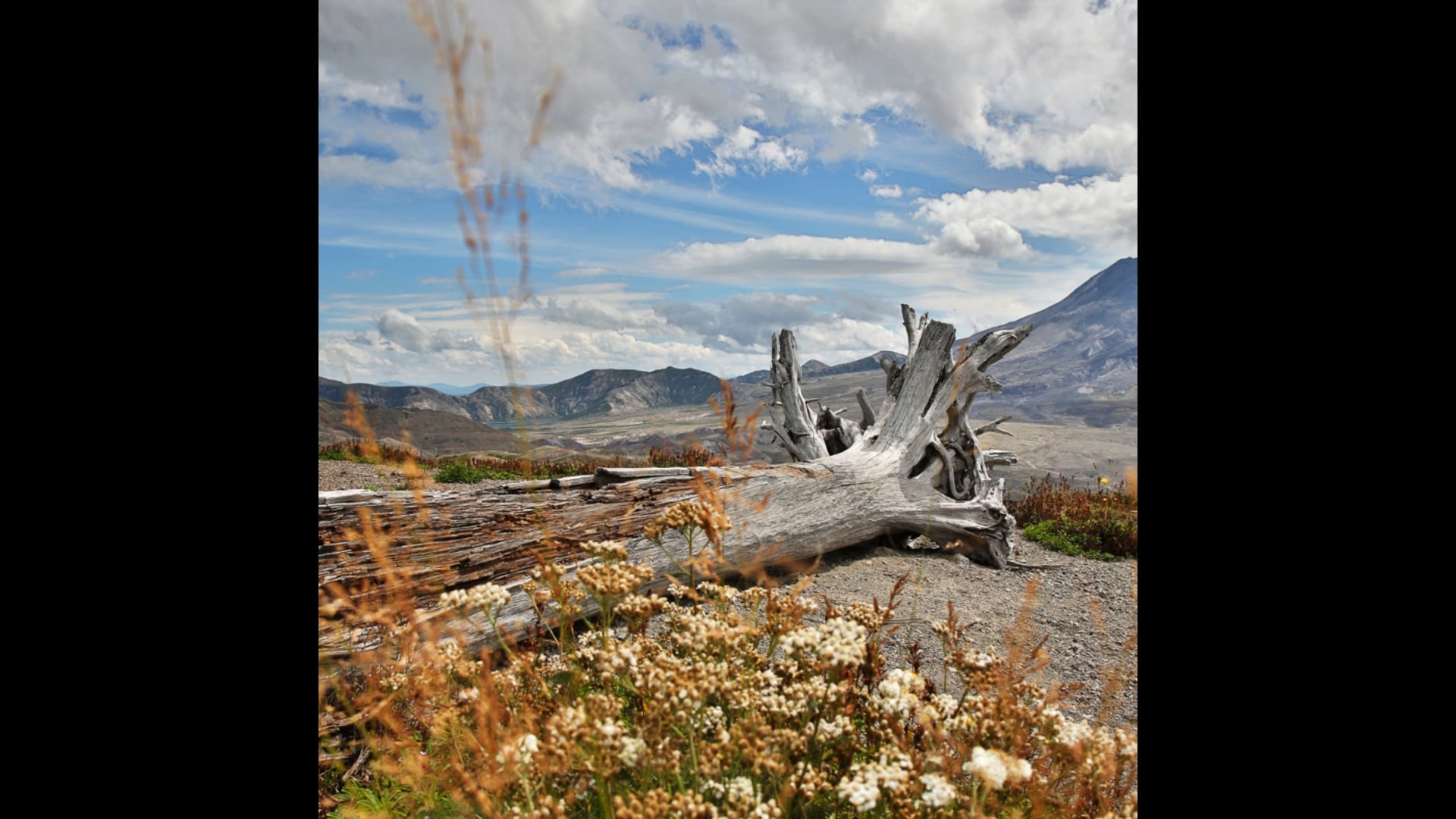 The Patron Saint of Destruction by Mordecai