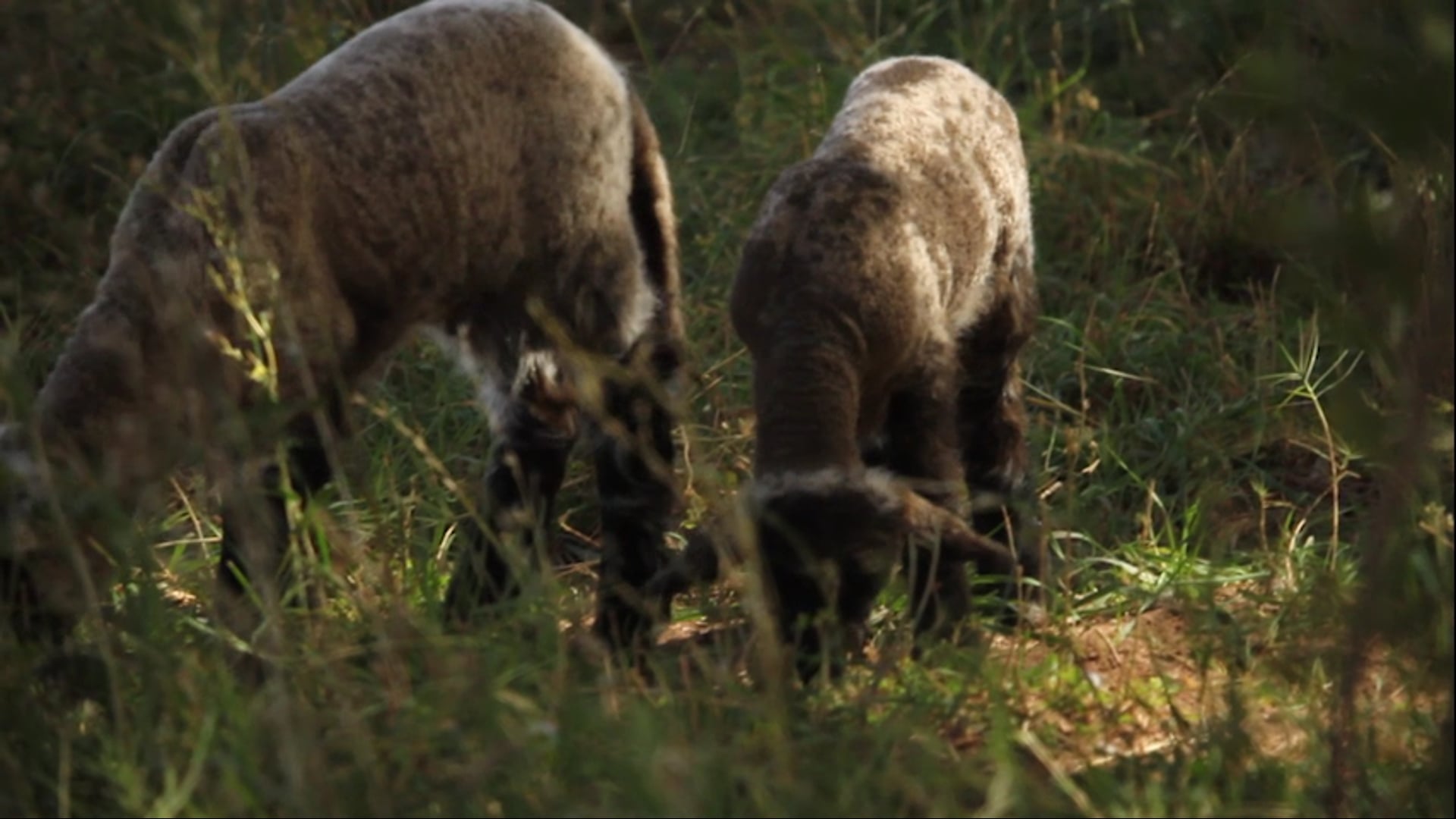 Todas las mañanas del mundo