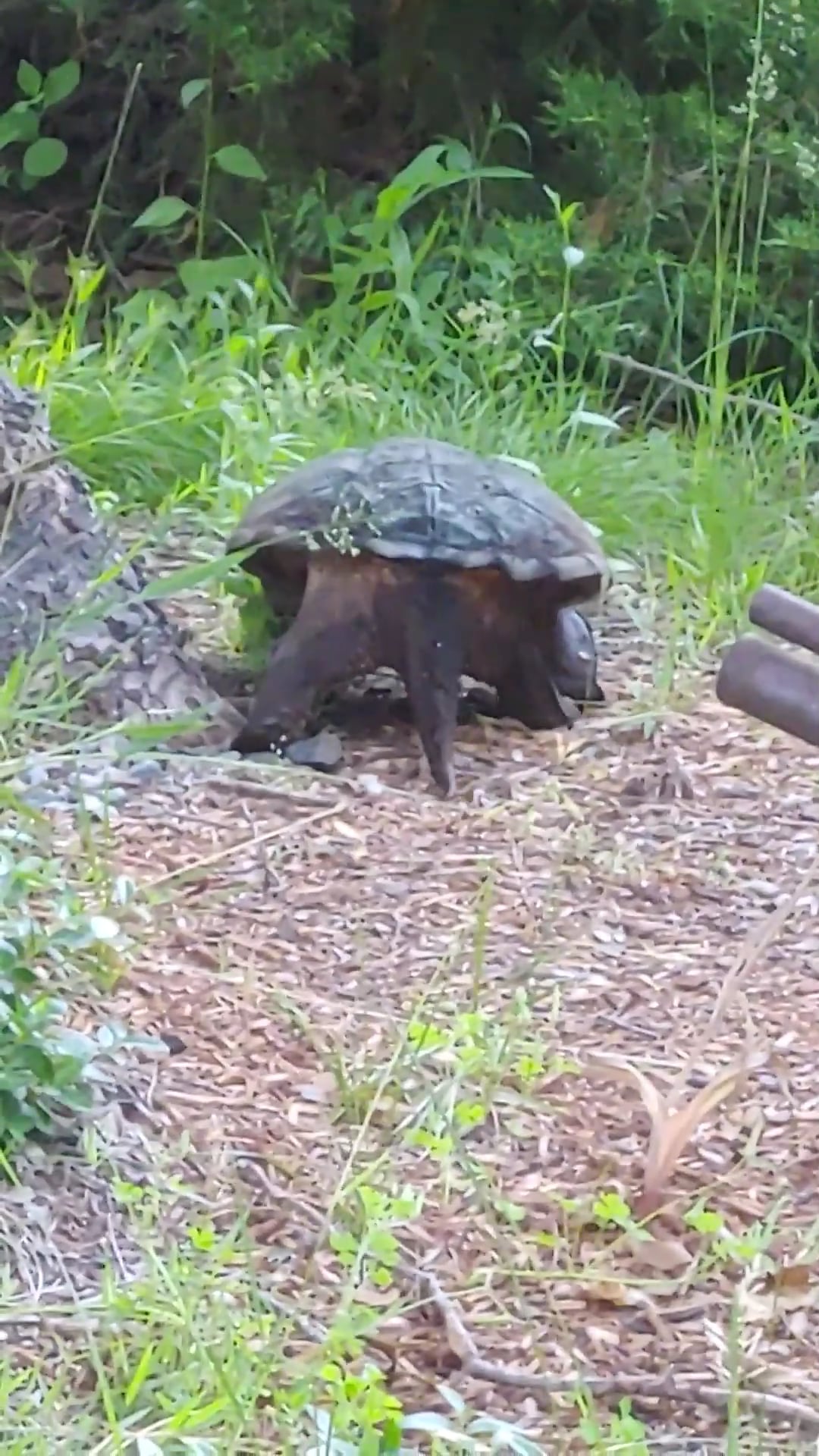 Snapping Turtle on the Move 2021.mp4 on Vimeo