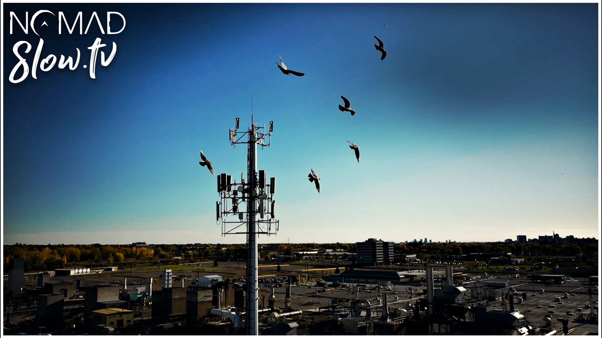 Antenna Birds  AROKIN - Bologna Futurshow 1996 3000 Anni nel Futuro