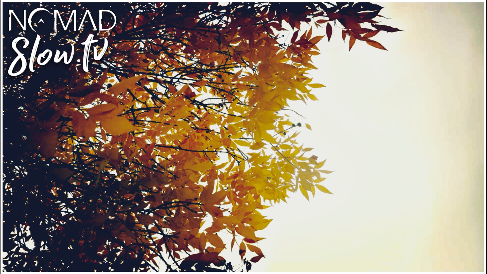 Autumn Dog Walk  Kevin MacLeod - Mesmerize