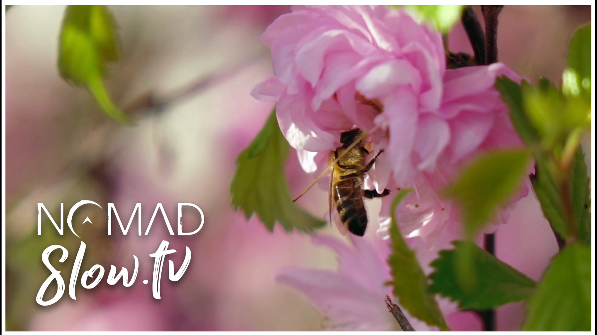 Bees on NOMADslow.tv