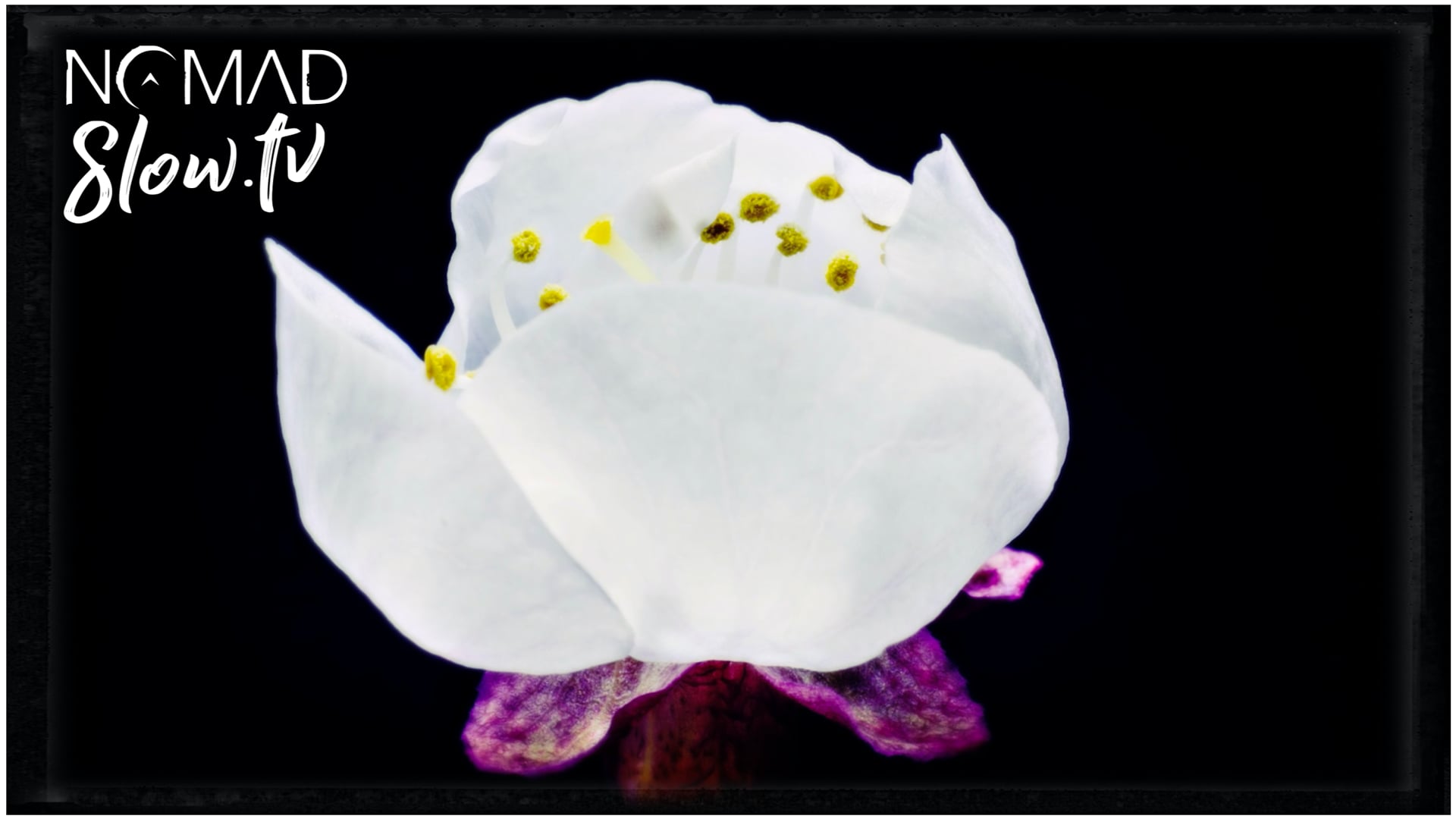 Plant Meditation | Healing by Kevin MacLeod