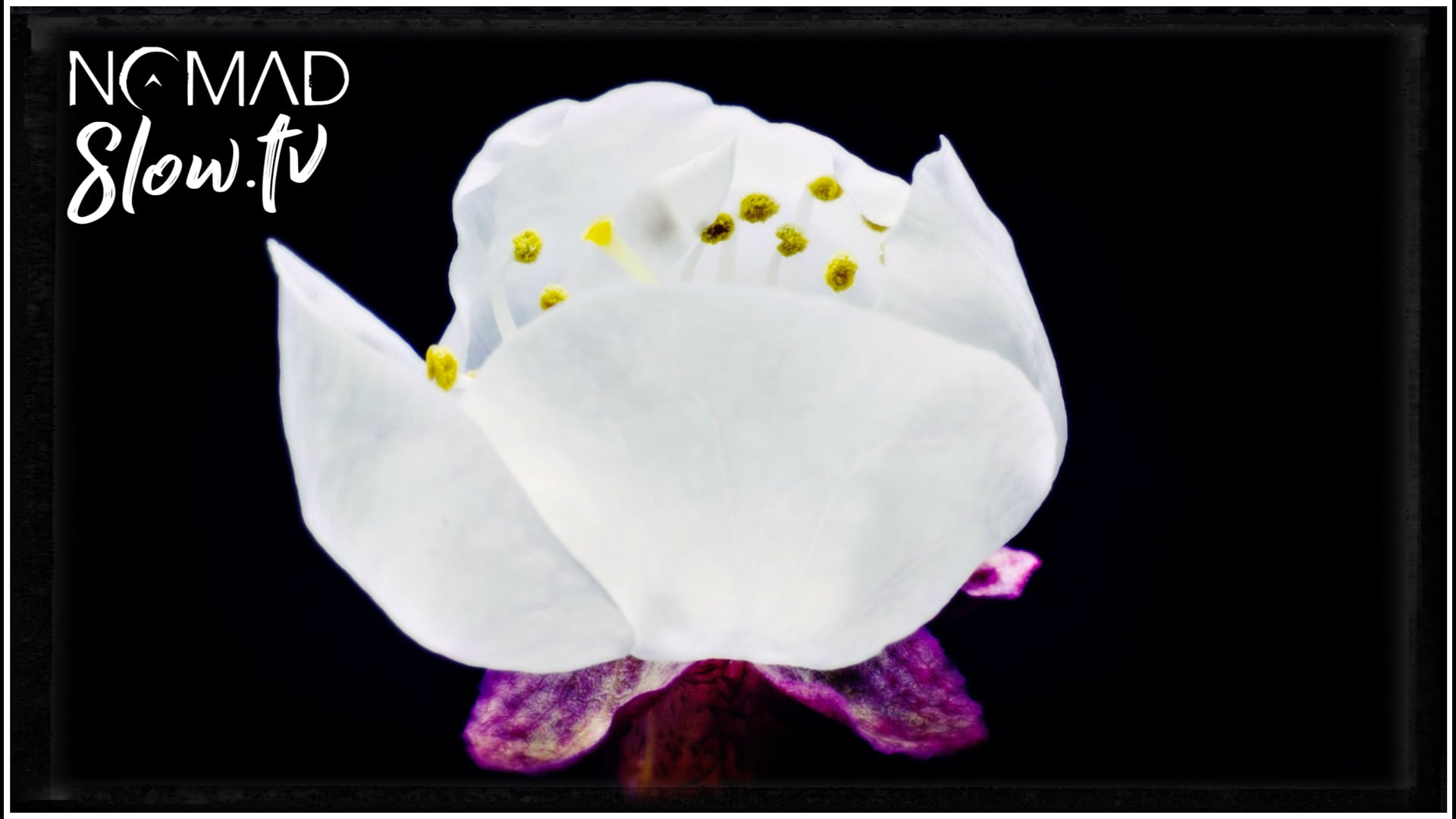 Plant Meditation | Healing by Kevin MacLeod