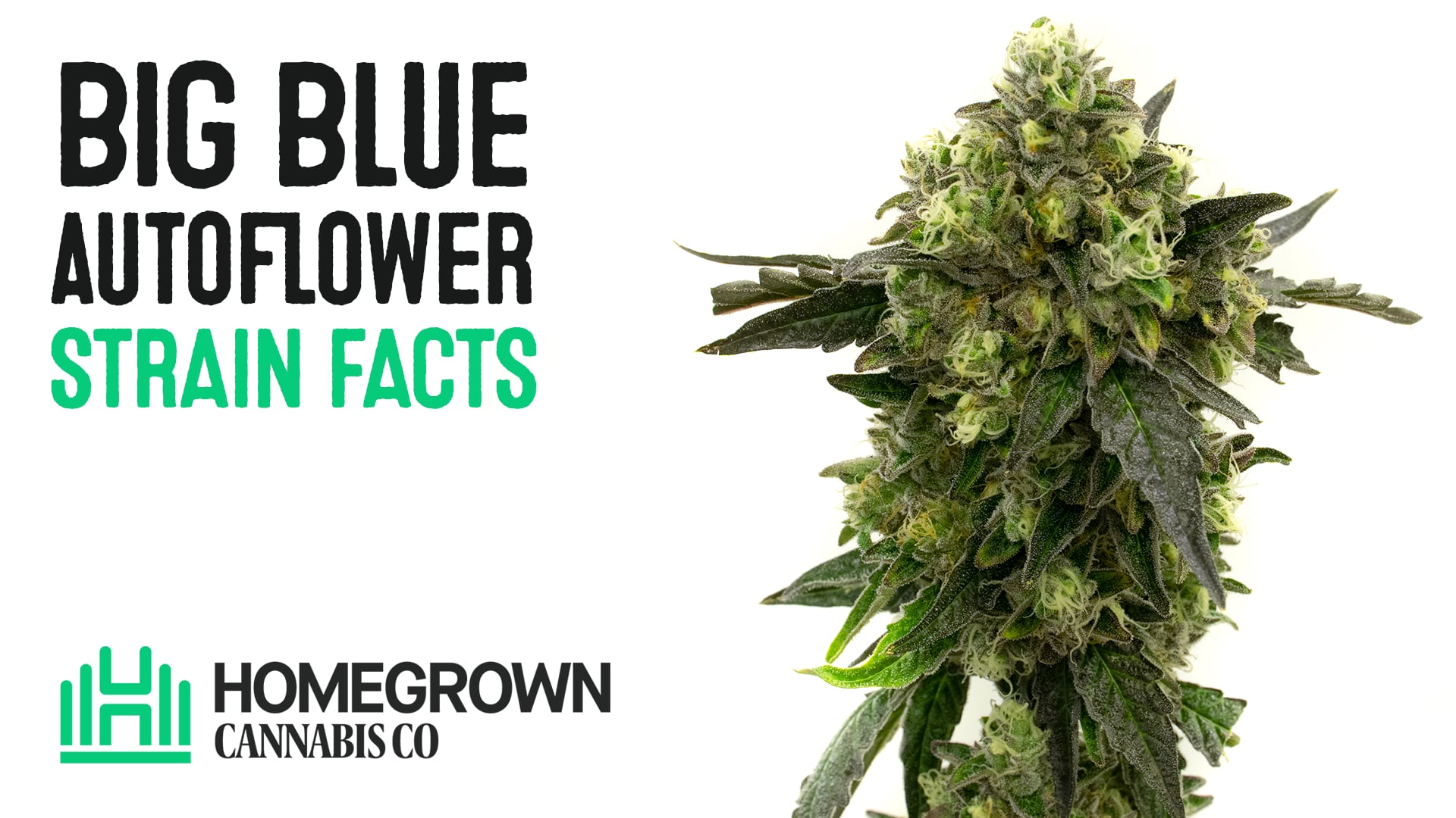 Big Blue Autoflower Cannabis Seeds