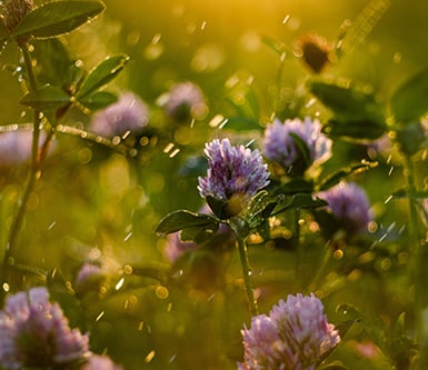 The Definitive Guide to Surviving Allergy Season with Dr Ursula Levine
