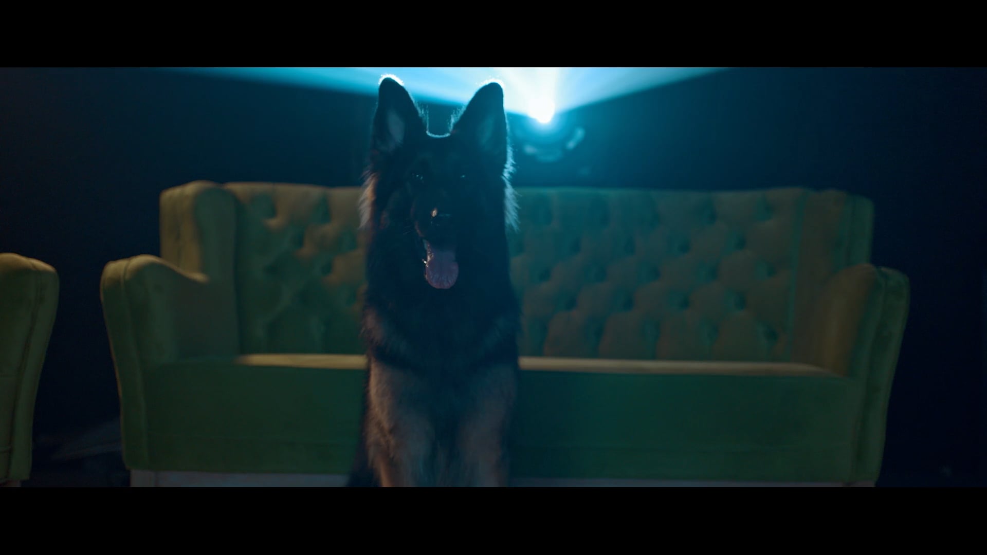 LITTLE ANGEL’S | Man's Best Friend