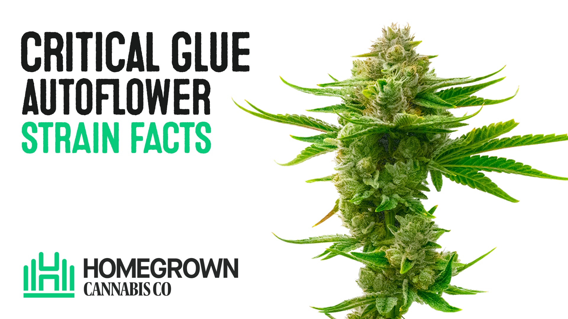 Critical Glue Autoflower Cannabis Seeds