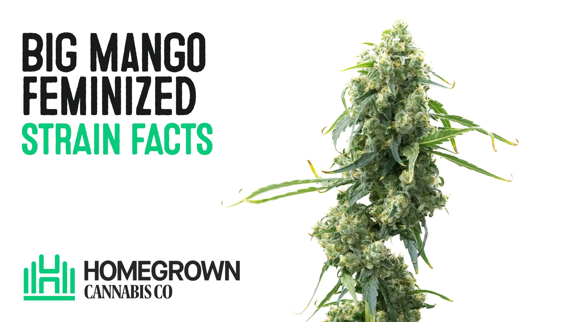 Big Mango Feminized Cannabis Seeds