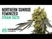 Best Autoflower Seed Banks To Buy Online In 2023 Washington, 59% OFF