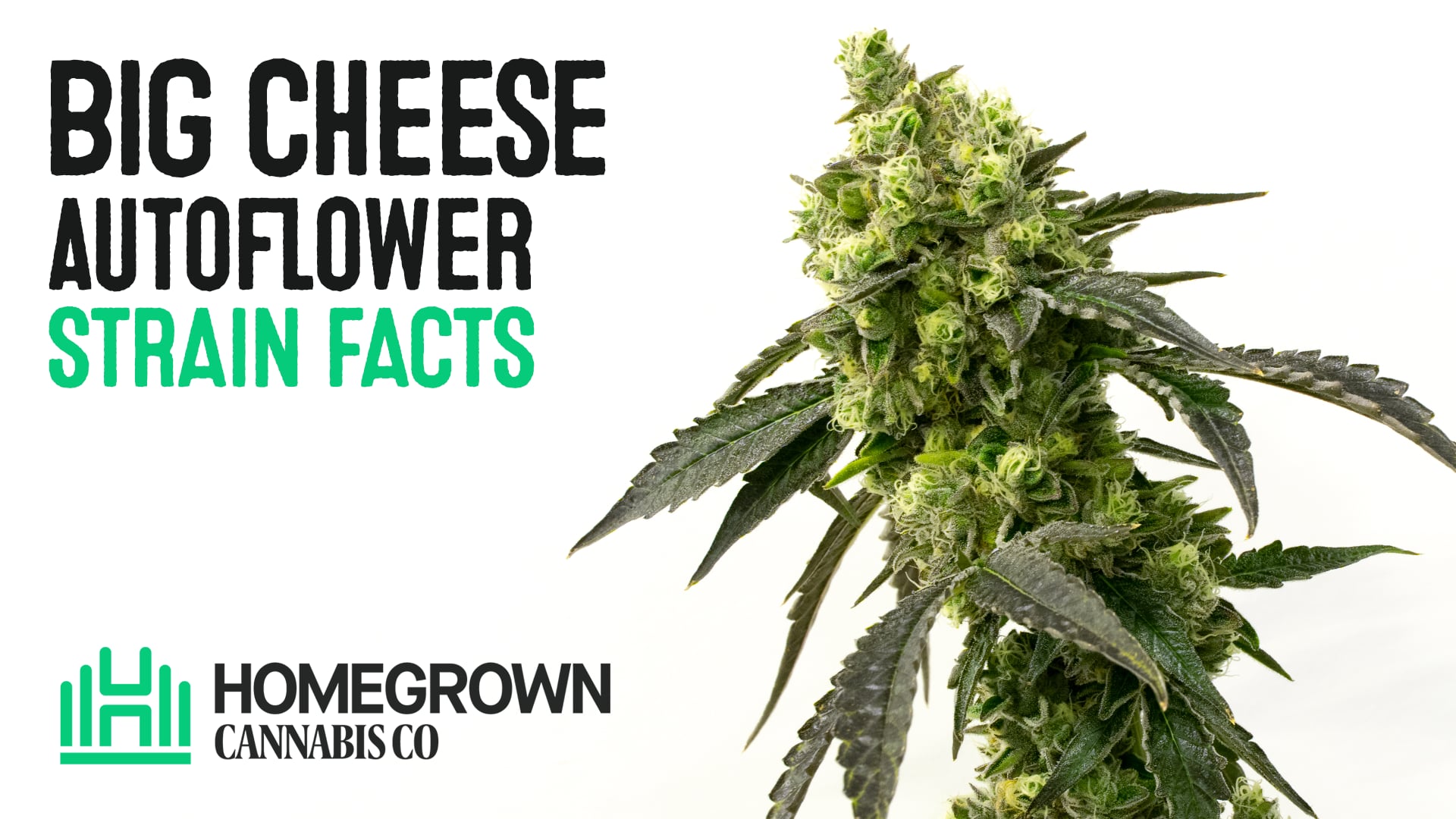 Big Cheese Autoflower Cannabis Seeds
