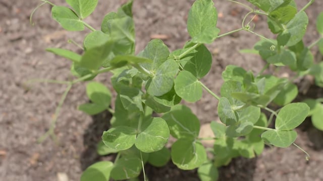 Peas, Green, Garden. Free Stock Video - Pixabay