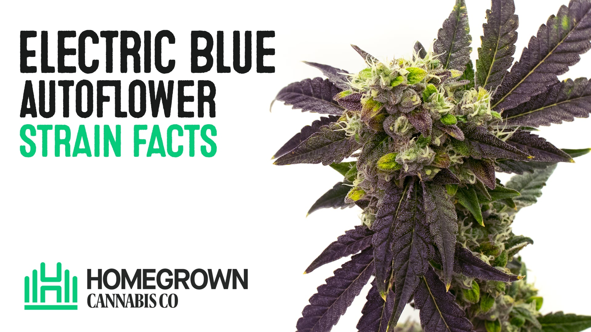 Electric Blue Auto Seeds