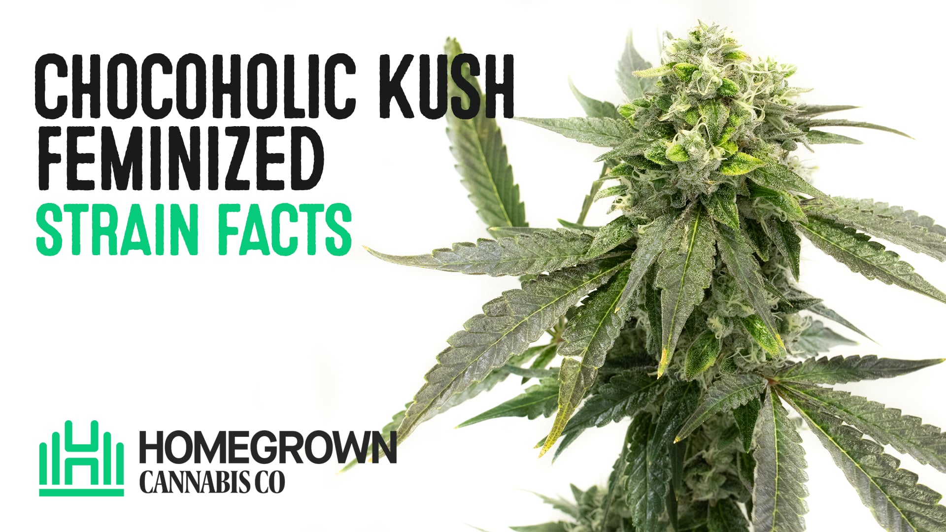 Chocoholic Kush Feminized Cannabis Seeds