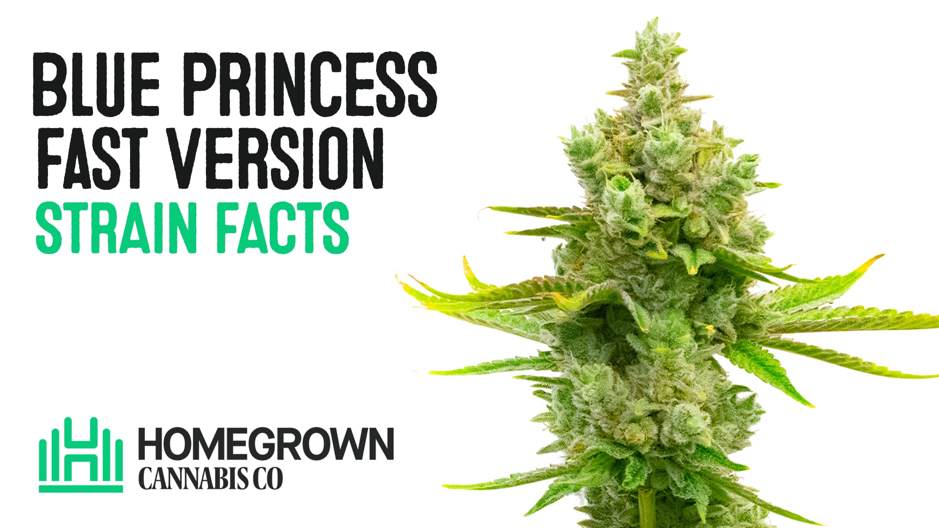 Blue Princess Fast Version Cannabis Seeds