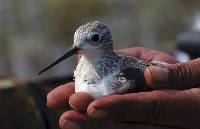 Een vogel als vriend - Vogelvanger