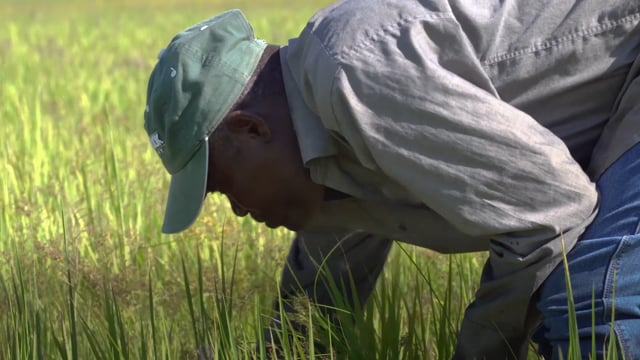 La rivière Canari ne chante plus - Vidéo ePOP