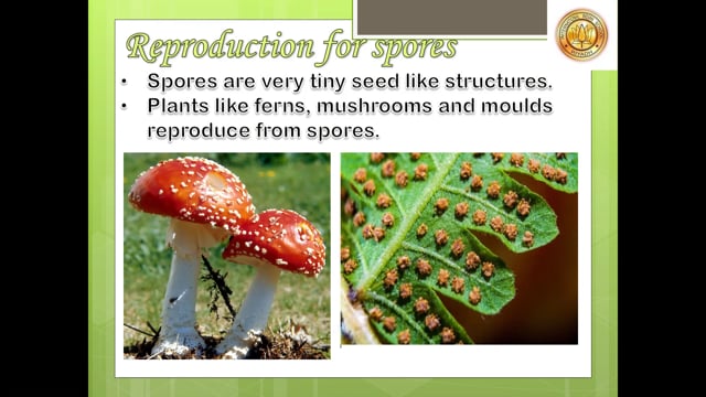 Reproduction in Plants