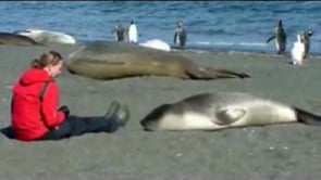 How to Cuddle with an Elephant Seal