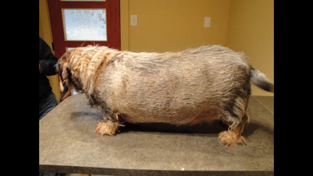 Obesity - When it gets Out of Hand