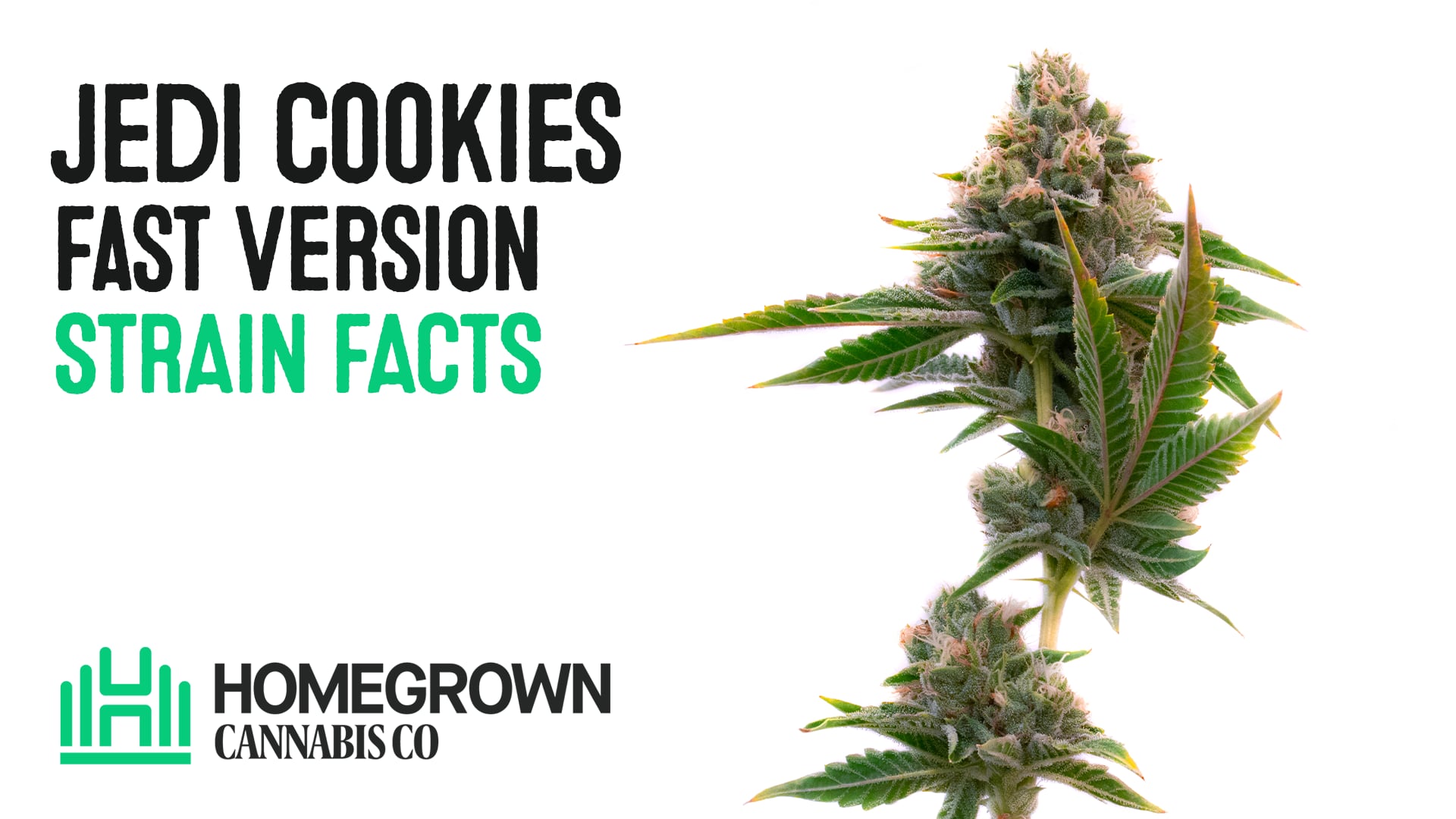 Jedi Cookies Feminized Cannabis Seeds