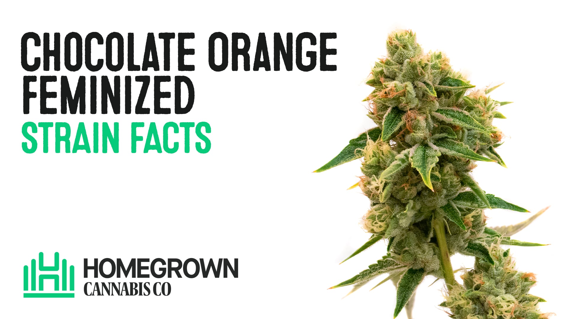 Chocolate Orange Feminized Cannabis Seeds