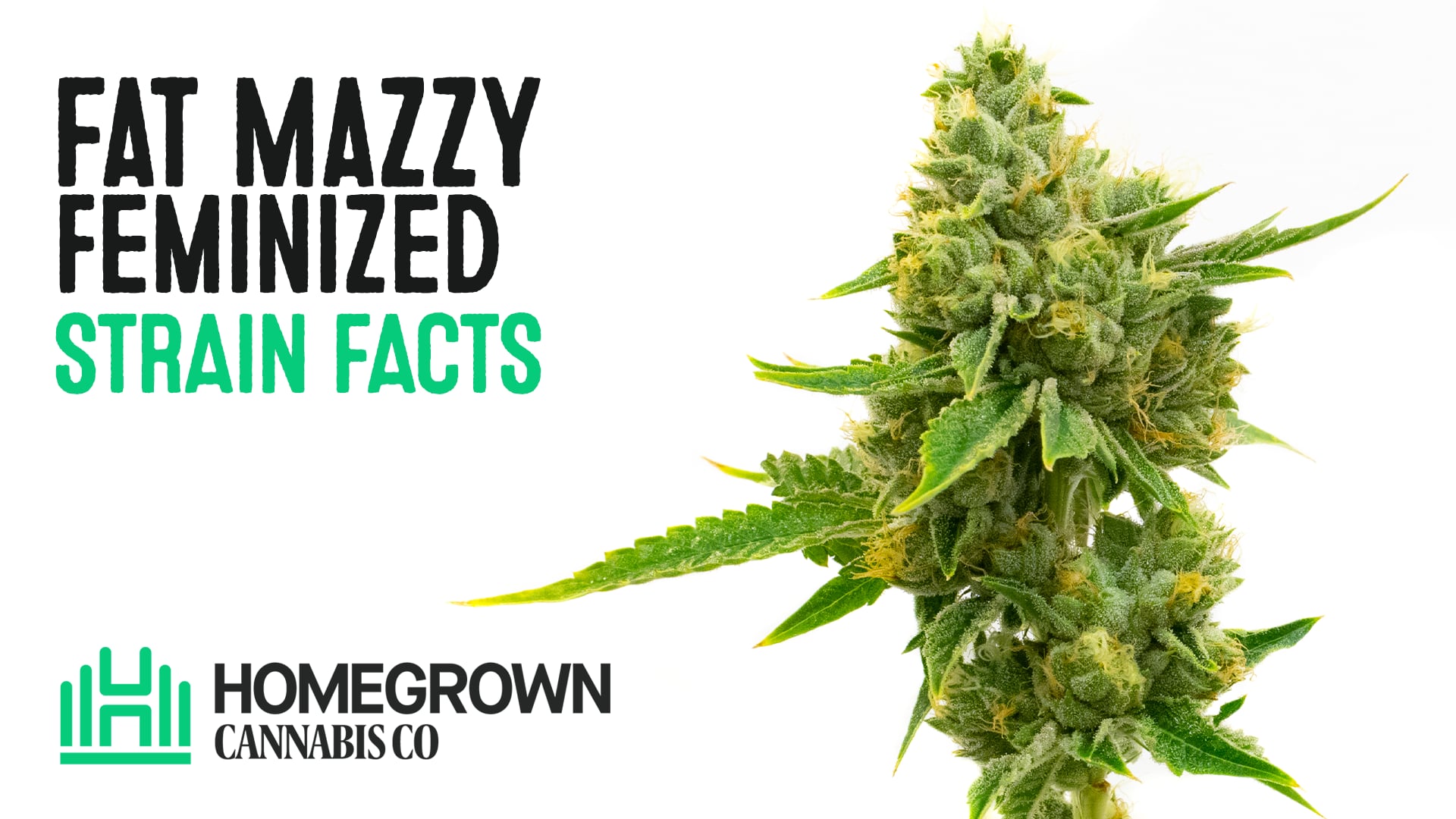 Fat Mazzy Feminized Cannabis Seeds